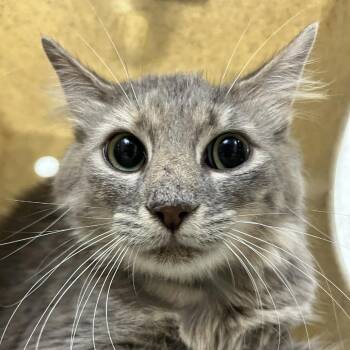 SVAS-Stray-39406 -  Domestic Medium Hair Cat for Adoption in Lyndhurst, Virginia - SVAS-Stray-39406 | PetCurious