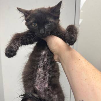 William The 1st -  Domestic Short Hair Cat for Adoption in Columbiana, Alabama - William The 1st | PetCurious