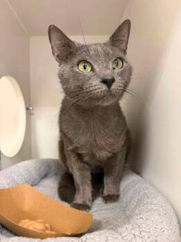 Goodwin -  Domestic Short Hair Cat for Adoption in Fairfax, Virginia - Goodwin | PetCurious
