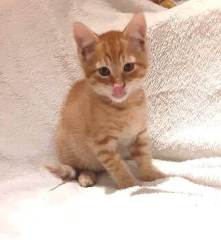 Offset -  Domestic Short Hair Cat for Adoption in North Babylon, New York - Offset | PetCurious