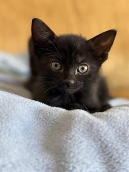 HAZEL -  Domestic Short Hair Cat for Adoption in Sacramento, California - HAZEL | PetCurious