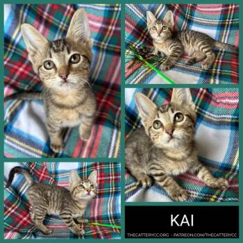 Domestic Short Hair Cats Available for Adoption in Corpus Christi, Texas - Kai | PetCurious