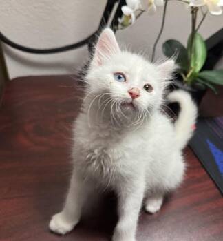 Cumulus -  Domestic Medium Hair Cat for Adoption in Lancaster, California - Cumulus | PetCurious