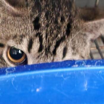 Domestic Short Hair Cats Available for Adoption in Corsicana, Texas - Otis C46597 | PetCurious