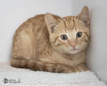 Elvis -  Domestic Short Hair Cat for Adoption in Maryville, Tennessee - Elvis | PetCurious