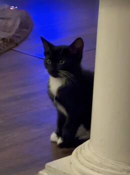 Domestic Short Hair Cats Available for Adoption in Brandon, Florida - Asher | PetCurious