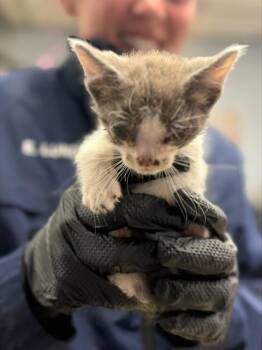 RED COLLAR -  Domestic Short Hair Cat for Adoption in Stockton, California - RED COLLAR | PetCurious