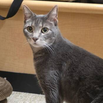 Yoko -  Domestic Short Hair Cat for Adoption in Phoenix, Arizona - Yoko | PetCurious