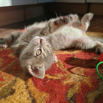 Oscar -  Domestic Short Hair Cat for Adoption in Carmel, Indiana - Oscar | PetCurious