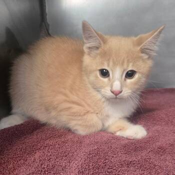 Hayu -  Domestic Medium Hair Cat for Adoption in San Jacinto, California - Hayu | PetCurious