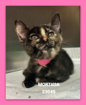 MORTICIA -  Domestic Short Hair Cat for Adoption in Marietta, Georgia - MORTICIA | PetCurious