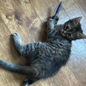 Penny -  Domestic Short Hair Cat for Adoption in Dekalb, Illinois - Penny | PetCurious