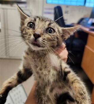 A142507 -  Domestic Short Hair Cat for Adoption in Burbank, California - A142507 | PetCurious