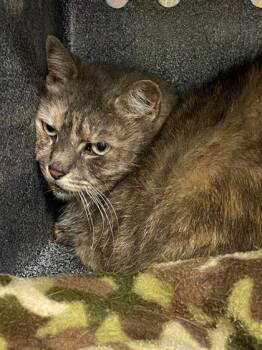 Domestic Short Hair Cats Available for Adoption in Daytona Beach, Florida - Kacey | PetCurious