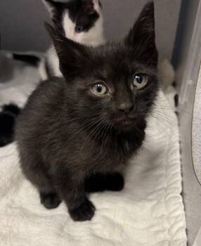 Domestic Short Hair Cats Available for Adoption in Liverpool, New York - Jiggle | PetCurious