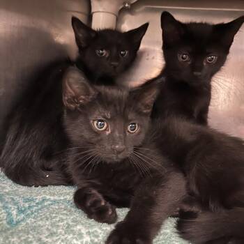 Kutti -  Domestic Short Hair Cat for Adoption in Pittsburgh, Pennsylvania - Kutti | PetCurious