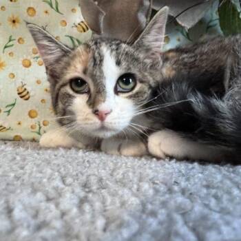 Yellow Card -  Domestic Short Hair Cat for Adoption in Toms River, New Jersey - Yellow Card | PetCurious