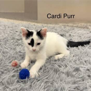 Cardi Purr--In Foster -  Domestic Short Hair Cat for Adoption in Fargo, North Dakota - Cardi Purr--In Foster | PetCurious