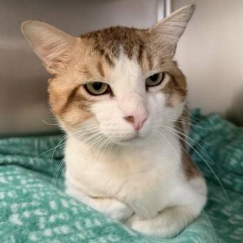 Frasier -  Domestic Short Hair Cat for Adoption in Los Angeles, California - Frasier | PetCurious