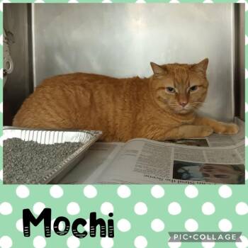 Mochi -  Domestic Short Hair Cat for Adoption in Wheeling, Illinois - Mochi | PetCurious