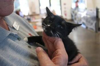 Breyers -  Domestic Short Hair Cat for Adoption in Brunswick, Georgia - Breyers | PetCurious