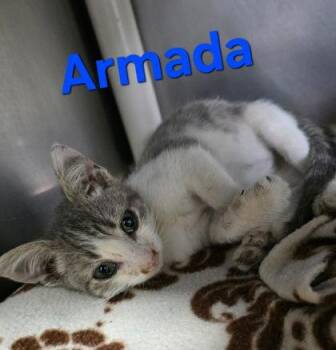 Armada -  Domestic Short Hair Cat for Adoption in Sullivan, Indiana - Armada | PetCurious