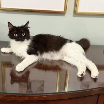 Domestic Medium Hair Cats Available for Adoption in Columbia, South Carolina - Anita Cookie | PetCurious