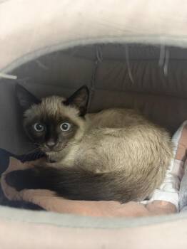 Jack Sparrow -  Siamese Cat for Adoption in Salmon, Idaho - Jack Sparrow | PetCurious