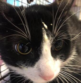 Rescue Domestic Short Hair Cats for Adoption in Houston, Texas - LEFTY | PetCurious