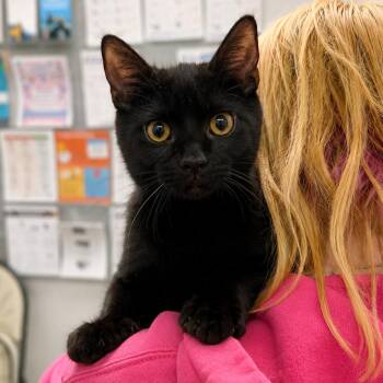 Rocky -  Domestic Short Hair Cat for Adoption in Hopkinton, Massachusetts - Rocky | PetCurious