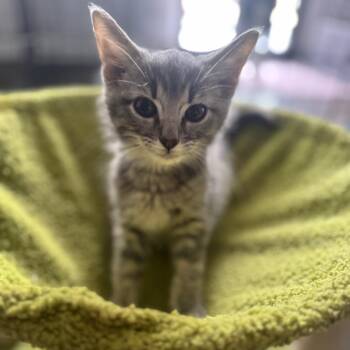 Graphite -  Domestic Short Hair Cat for Adoption - Graphite | PetCurious