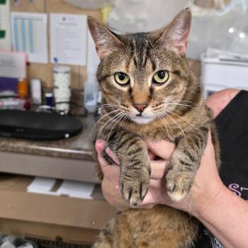 GiGi -  Domestic Short Hair Cat for Adoption in Eureka Springs, Arkansas - GiGi | PetCurious
