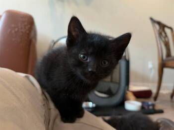 Domestic Short Hair Cats Available for Adoption in Tustin, California - ELLIOT | PetCurious