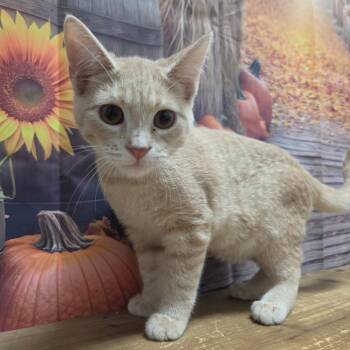 Maui -  Domestic Short Hair Cat for Adoption in Normal, Illinois - Maui | PetCurious