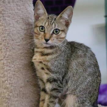 Pumba -  Domestic Short Hair Cat for Adoption in Sarasota, Florida - Pumba | PetCurious