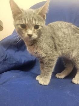 Penny -  Domestic Short Hair Cat for Adoption in Lorain, Ohio - Penny | PetCurious