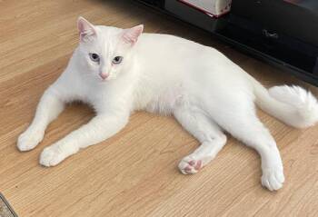 Rescue American Shorthair Cats for Adoption in Laguna Woods, California - Gordy | PetCurious