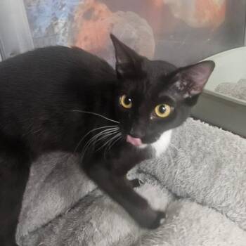 Loa -  Domestic Short Hair Cat for Adoption in Grantsville, Utah - Loa | PetCurious