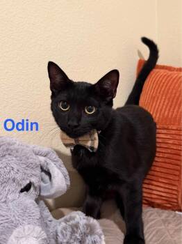 Odin -  Domestic Short Hair Cat for Adoption in Riverside, California - Odin | PetCurious