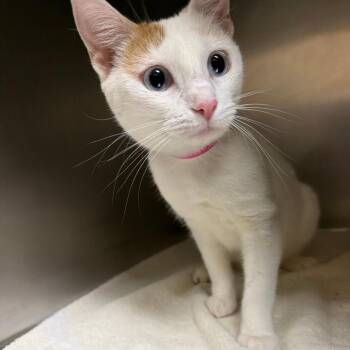 Domestic Short Hair Cats Available for Adoption in Auburn, Alabama - Stormi | PetCurious