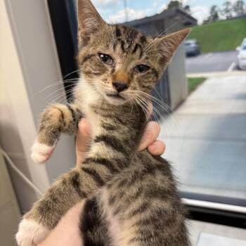 Caden -  Domestic Short Hair Cat for Adoption in Columbiana, Alabama - Caden | PetCurious