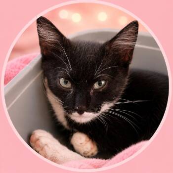 Poe -  Domestic Short Hair Cat for Adoption in Fresno, California - Poe | PetCurious