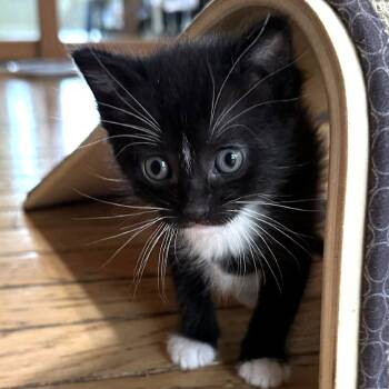 Rescue Domestic Short Hair Cats for Adoption in Minnetonka, Minnesota - Cyan ~ C66058 | PetCurious