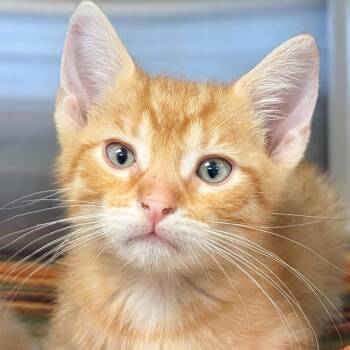 Pitcher -  Domestic Short Hair Cat for Adoption in Jefferson, Wisconsin - Pitcher | PetCurious