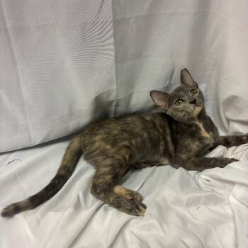 Isabel -  Domestic Short Hair Cat for Adoption in Folsom, Louisiana - Isabel | PetCurious