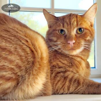 Rescue Domestic Short Hair Cats for Adoption in Grayling, Michigan - Richie Cunningham | PetCurious