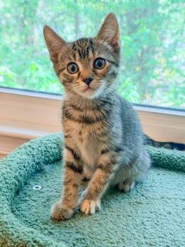 Domestic Short Hair Cats Available for Adoption in Harrison Township, New Jersey - Bailey | PetCurious