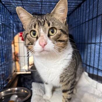 Domestic Short Hair Cats Available for Adoption - Hugo | PetCurious