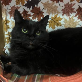 Galaxy -  Domestic Long Hair Cat for Adoption - Galaxy | PetCurious
