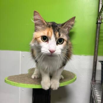 Domestic Long Hair Cats Available for Adoption in Brookfield, Missouri - Sunny | PetCurious